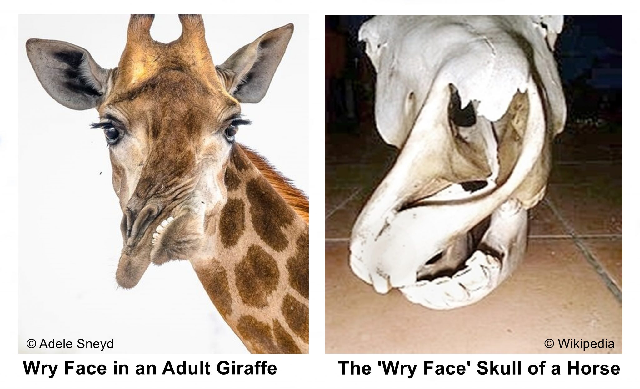 wry-face-incredible-survival-of-giraffe-with-malformed-face-wild