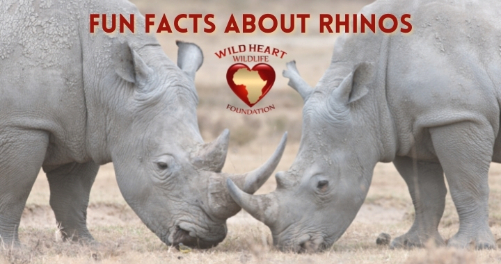 Here are our top 10 facts about rhinos